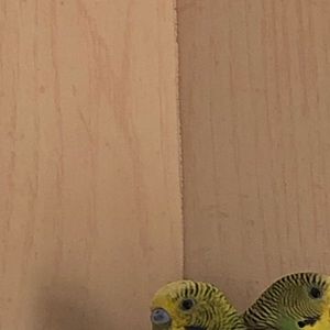 Meet your Posher, Leonel